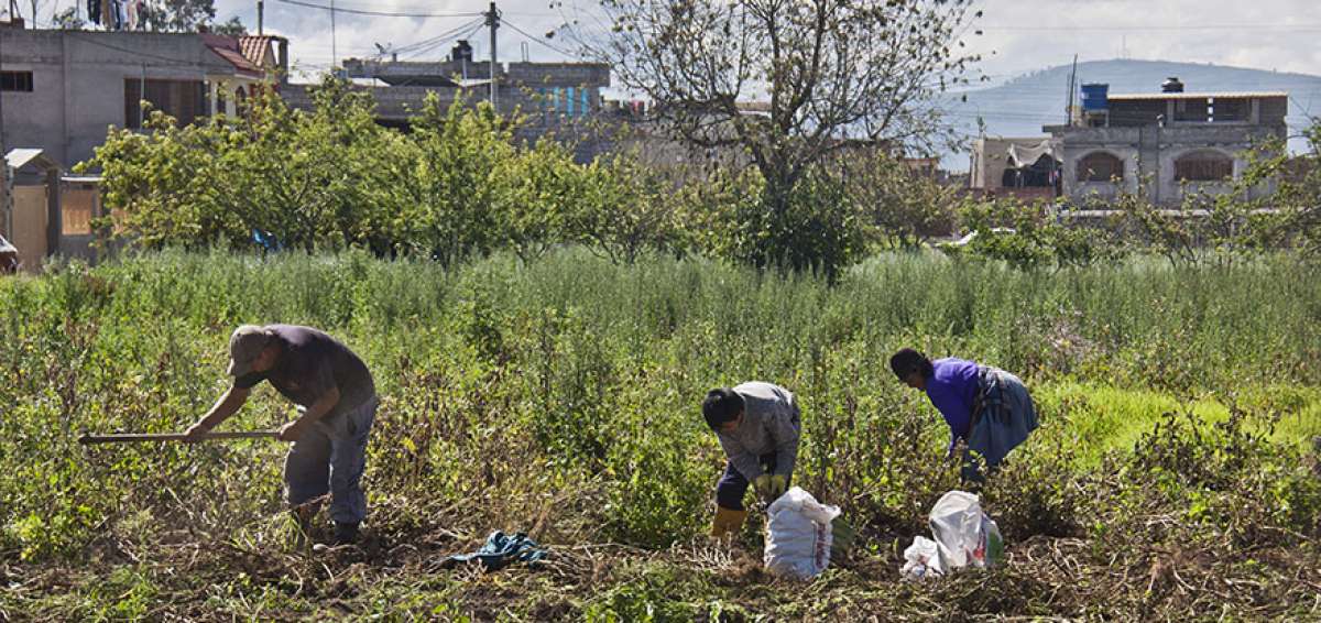 En Samanga, sector ubicado al norte de Ambato, se cultiva papa, cebolla, arveja, cebada, br&oacute;coli y haba, entre otros productos.