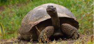 Ecuador y Per&uacute; buscan combatir tr&aacute;fico ilegal de fauna silvestre en zona fronteriza