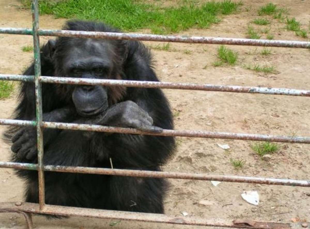 La chimpanc&eacute;  Evea fue abatida luego de que se fugara de un zool&oacute;gico en Mallorca. FOTO: Internet 