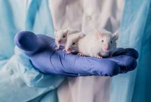 Siete ratones nacieron de dos padres machos