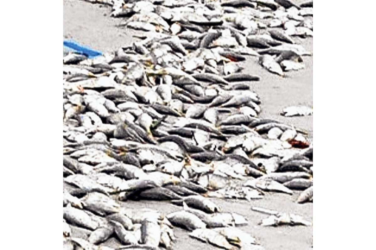 Millardos de peces aparecen muertos en la isla de Jambel&iacute;