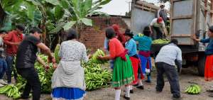 Foto referencial de la entrega de banano a los afectados por la ceniza volc&aacute;nica.