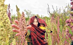 Las mujeres de las comunidades de Chimborazo son las protagonistas del cultivo de este cereal en cantones como Chambo, Alaus&iacute;, Chunchi y Colta. Foto: Roberto Ch&aacute;vez/El Tel&eacute;grafo