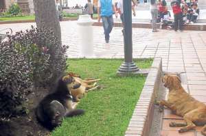 Los canes vagabundos llegan a los parques o se acomodan a descansar en las veredas y avenidas de la urbe. Foto: Elizabeth Maggi / para El Tel&eacute;grafo