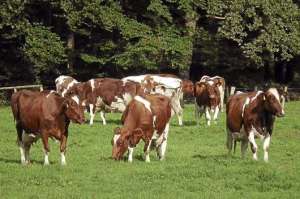 Menos carne, menos gases CO2