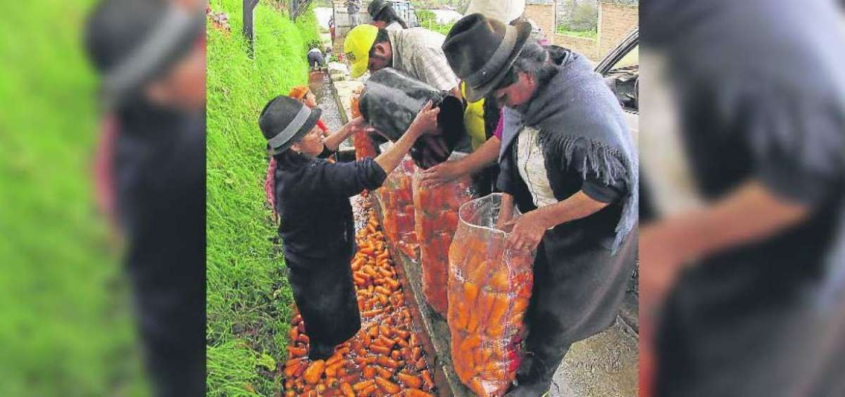 Los canales de riego de Quinchicoto sirven para el lavado del tub&eacute;rculo, previa la comercializaci&oacute;n del producto en mercados del cant&oacute;n y provincia.