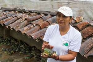 Se estima que el consumo de ancas de rana en el pa&iacute;s pas&oacute; de las 2.000 a 14.000 libras mensuales, en los &uacute;ltimos 5 a&ntilde;os. Foto: CFN