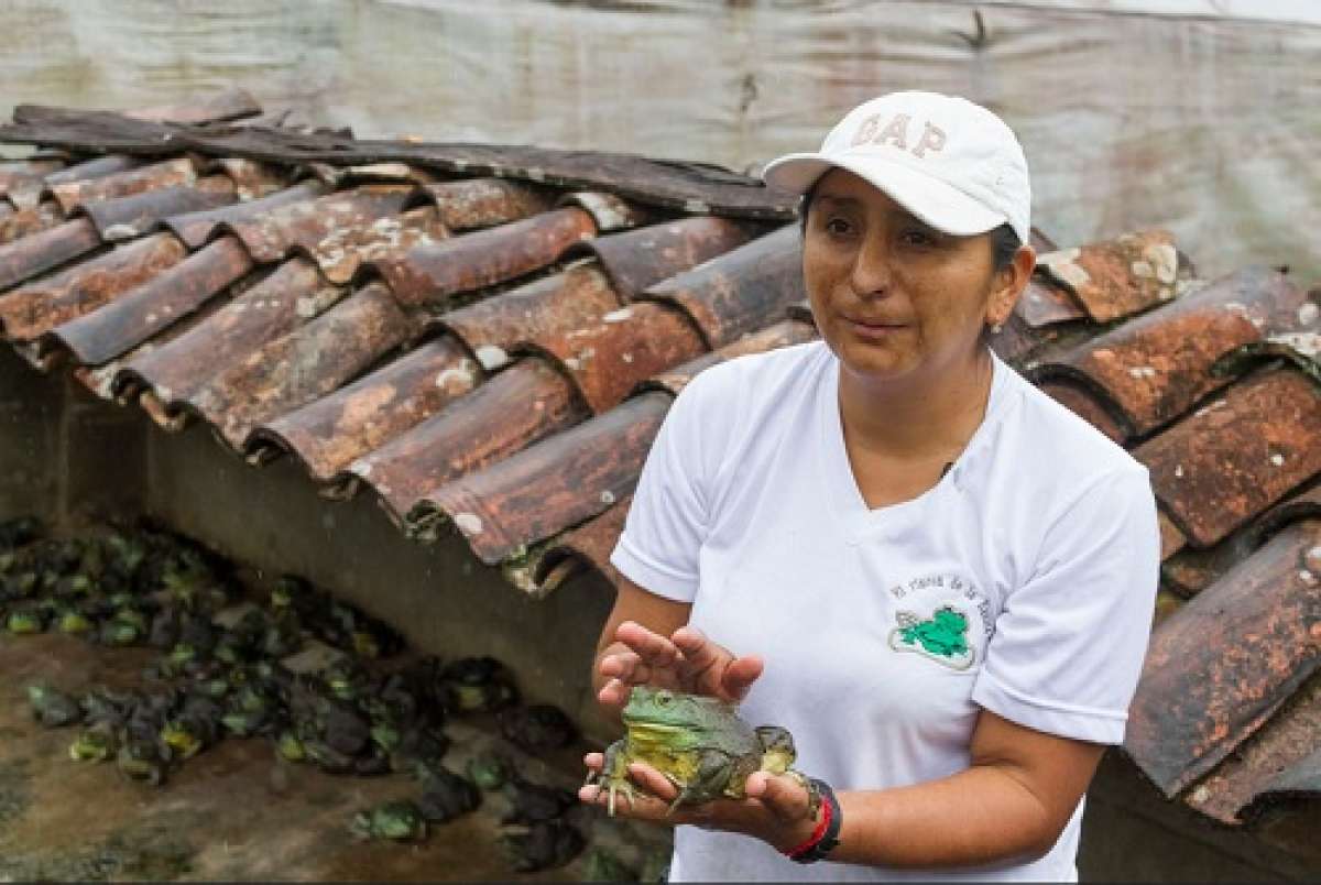 Se estima que el consumo de ancas de rana en el pa&iacute;s pas&oacute; de las 2.000 a 14.000 libras mensuales, en los &uacute;ltimos 5 a&ntilde;os. Foto: CFN