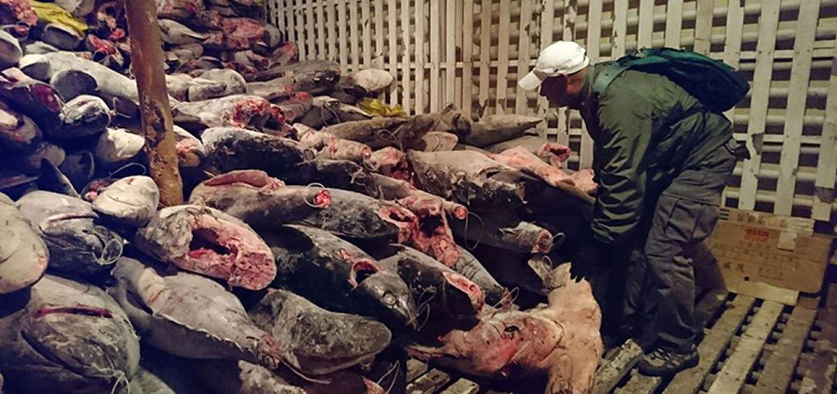 En el interior de la nave se hallaron especies protegidas. El buque asi&aacute;tico servir&aacute; para trasladar las 300 toneladas de carga. El 10% (tiburones) ya fue arrojado.