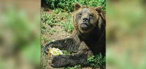 Este oso del zool&oacute;gico de Johanesburgo, en Sud&aacute;frica, recibi&oacute; una raci&oacute;n congelada de frutas. El calor en esta ciudad fue realmente sofocante.
