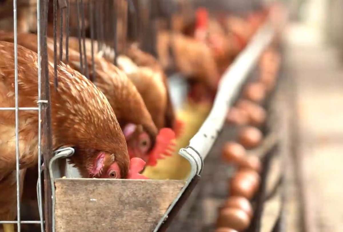 El contagio se habría realizado por un contacto con animales enfermos.