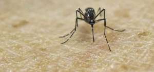 Colombia en primer nivel de alerta ante "fase expansiva" del zika