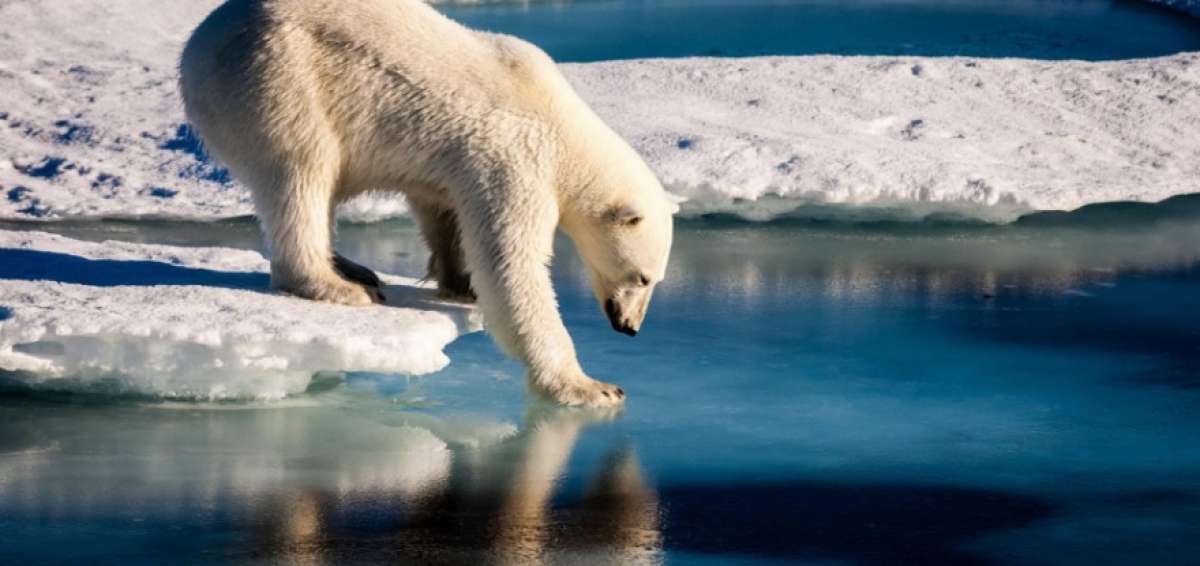 El derretimiento del hielo de la Ant&aacute;rtida occidental y de Groenlandia conducir&iacute;a a un aumento del nivel del mar de 13 metros.