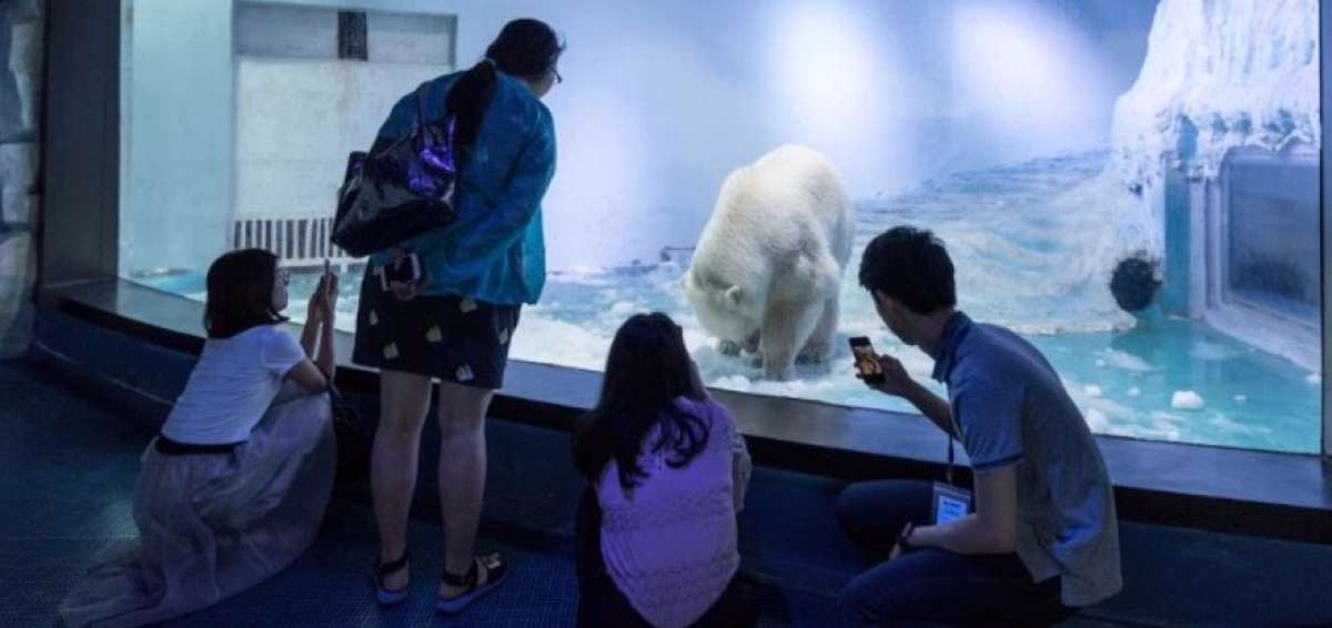 Campa&ntilde;a mundial para salvar al oso polar "m&aacute;s triste del mundo"