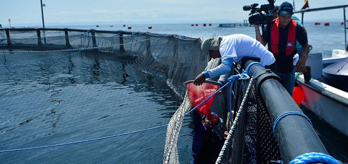 La firma ecuatoriana descarta que la cobia sea un pez que afecte al medio ambiente marino.