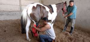 Ni&ntilde;o es un caballo que fue rescatado en el cant&oacute;n Pedro Carbo, con una grave herida en su pata, la cual le fue amputada. Hoy vive en un refugio de Guayaquil y tiene una pr&oacute;tesis tra&iacute;da de Argentina.