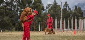 Los canes reciben adiestramiento permanente por parte de sus instructores. Dos de ellos ya participaron tras el terremoto de Manab&iacute;.