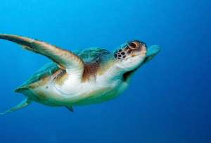 La ministra Sade Fritschi liderará la Décimo Primera Reunión de las Partes de la Convención Interamericana de Tortugas Marinas - COP11 CIT, en Manta. 