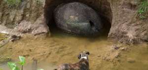 La enorme coraza semisumergida en un charco de lodo, atrajo el martes a curiosos. 