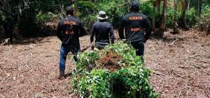 Armada localiz&oacute; plantaci&oacute;n de coca en Esmeraldas