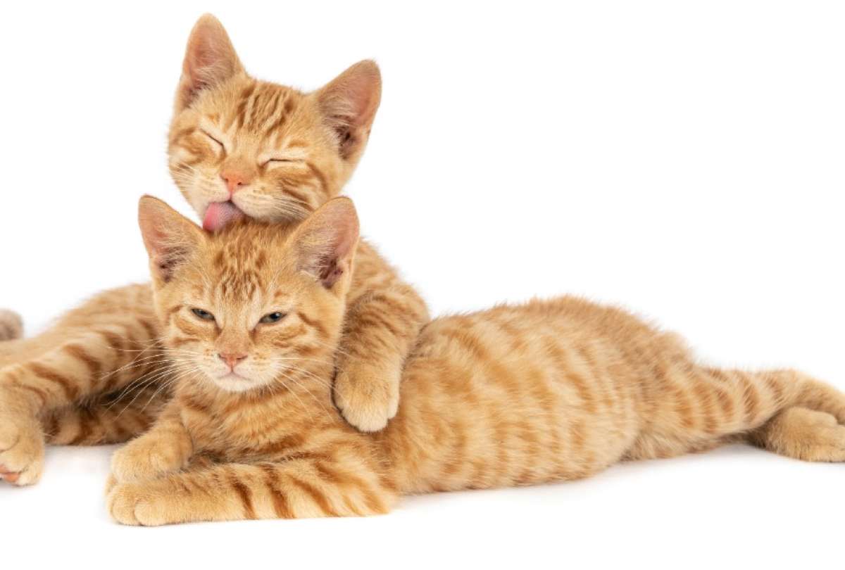 La esperanza de vida de un felino es de 13 a 20 a&ntilde;os. 