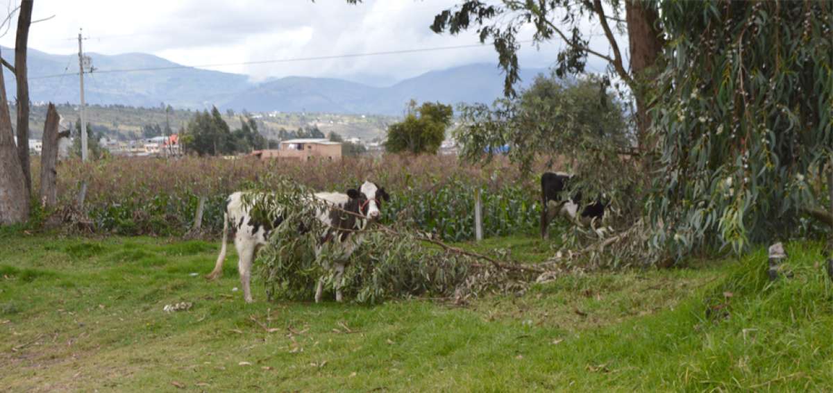 Los cultivos de ma&iacute;z y de papa son los que m&aacute;s sufren debido a los cambios bruscos del clima. El estr&eacute;s impide que las plantas cumplan su ciclo.