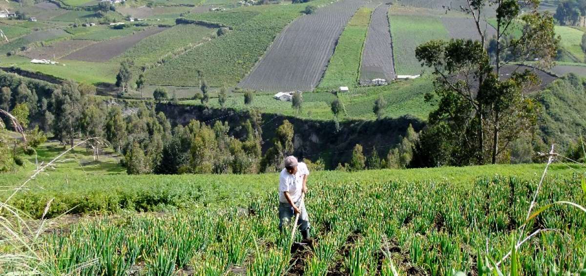 Asesor&iacute;a t&eacute;cnica y acompa&ntilde;amiento son algunas de las acciones que promueve la empresa agr&iacute;cola de Colta.