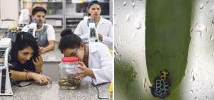 En uno de los tres laboratorios de docencia que hay en Ikiam los estudiantes analizan las muestras que recogen durante sus salidas de campo. Mientras que en la imagen derecha, Ramitomeya variabilis, es la especie de rana venenosa que es el emblema del centro de educaci&oacute;n superior que funciona en la Amazon&iacute;a. 