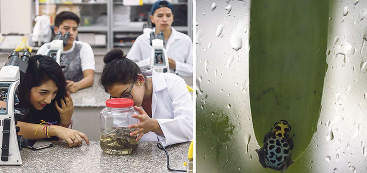 En uno de los tres laboratorios de docencia que hay en Ikiam los estudiantes analizan las muestras que recogen durante sus salidas de campo. Mientras que en la imagen derecha, Ramitomeya variabilis, es la especie de rana venenosa que es el emblema del centro de educaci&oacute;n superior que funciona en la Amazon&iacute;a. 