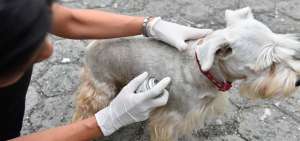 &Eacute;rika Guam&aacute;n, m&eacute;dico veterinaria de la URRA, aplica a una hembra schnauzer un spray para eliminar la presencia de garrapatas.  