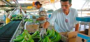 Al sector exportador se exigir&aacute; que por lo menos el 15% de las cajas exportadas sean abastecidas con banano de los peque&ntilde;os productores.