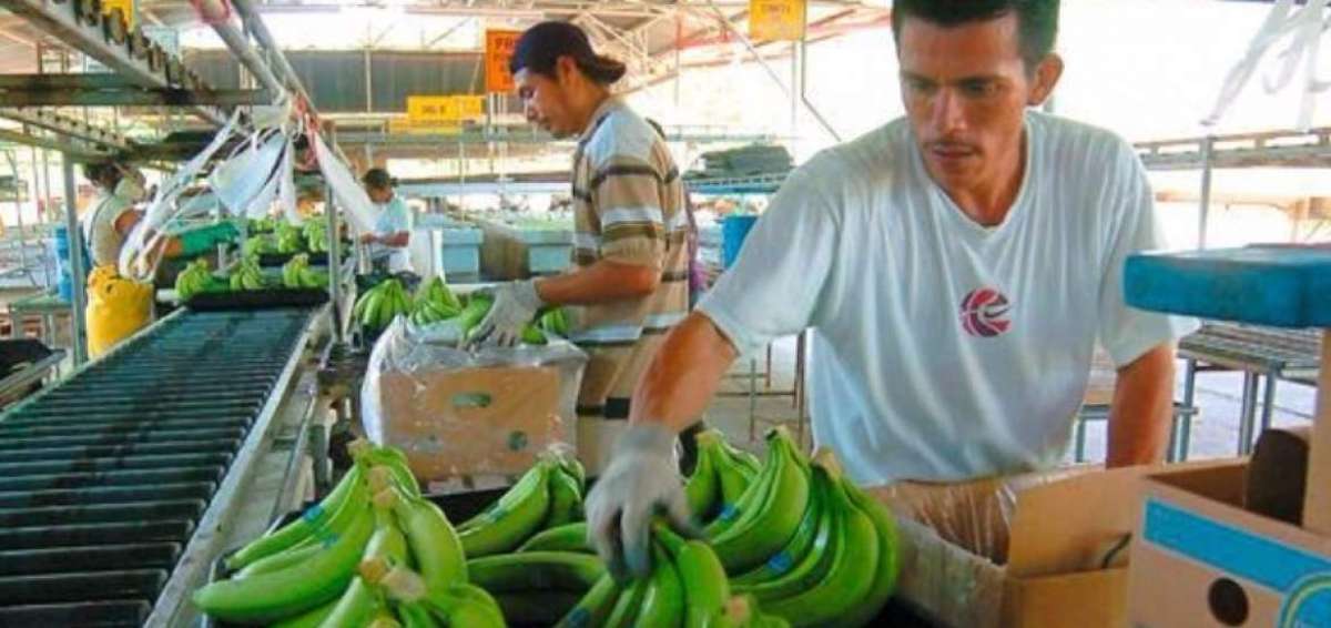Al sector exportador se exigir&aacute; que por lo menos el 15% de las cajas exportadas sean abastecidas con banano de los peque&ntilde;os productores.