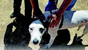 Manchas un perro afortunado