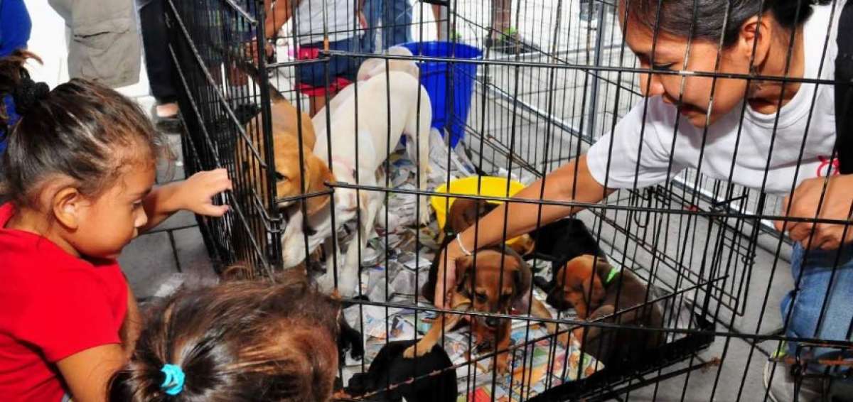 Grupos de ayuda animal realizar&aacute;n jornadas de adopci&oacute;n de mascotas en Guayaquil