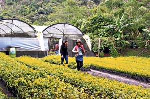 Dos t&eacute;cnicas agropecuarias eval&uacute;an el estado de las plantas de laurel y tomate en un vivero de Patate.