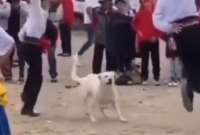 El perrito bailarín en Cuenca.