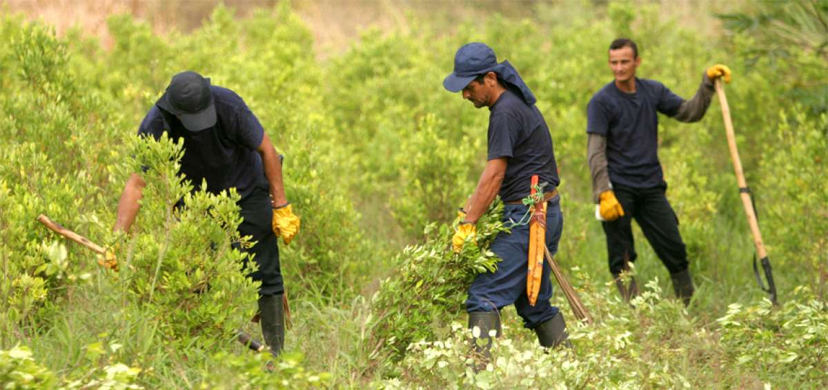 Se implement&oacute; un plan para reducir los sembr&iacute;os con erradicaci&oacute;n forzada o sustituci&oacute;n voluntaria en Colombia.