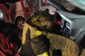 Instantes en que el animal rescatado era trasladado para su atenci&oacute;n veterinaria. Foto: Twitter COE Metropolitano @COEQuito  