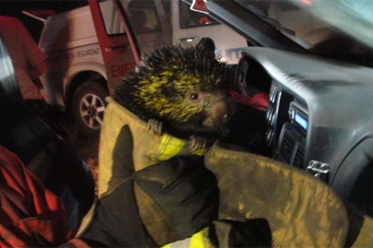 Instantes en que el animal rescatado era trasladado para su atenci&oacute;n veterinaria. Foto: Twitter COE Metropolitano @COEQuito  