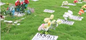 Las mascotas tambi&eacute;n tienen su cementerio