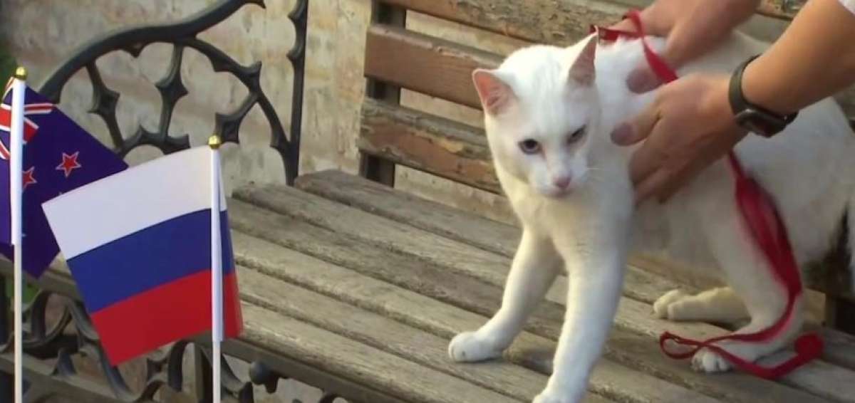 El gato Aquiles, elegido como pronosticador oficial del Mundial 2018