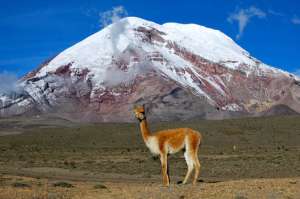 MAE estudia la poblaci&oacute;n de las vicu&ntilde;as en Chimborazo