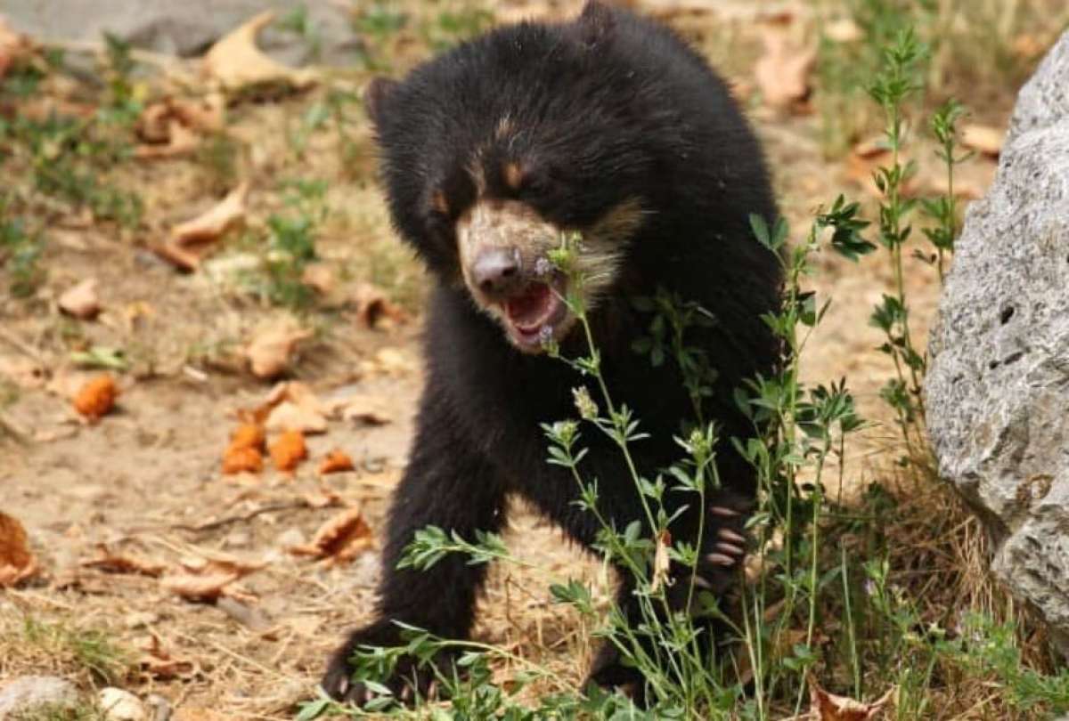 Liberan a un oso andino en su hábitat luego de dos años de cautiverio
