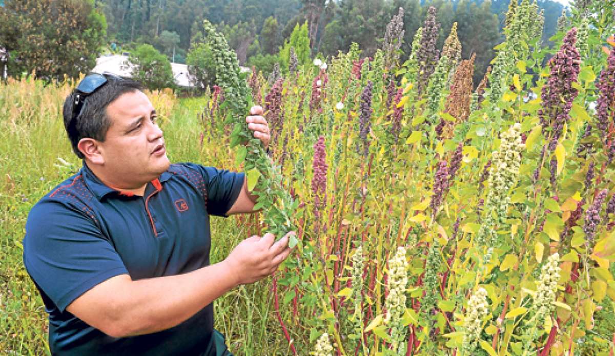 Jos&eacute; Luis Pantoja creci&oacute; en una zona rural de la Sierra ecuatoriana. Decidi&oacute; potenciar sus estudios en agronom&iacute;a para mejorar el trabajo de los agricultores. Foto: &Aacute;lvaro P&eacute;rez/El Tel&eacute;grafo