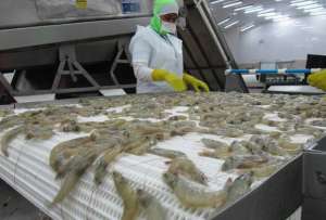 Camar&oacute;n, cacao, banano y pitahaya son productos de importancia de exportaci&oacute;n en Ecuador. 