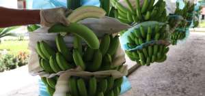 Productores donar&aacute;n seis millones de cajas de banano