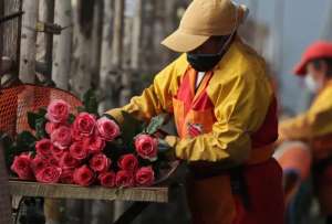 Las flores ecuatorianas mantienen altos vol&uacute;menes de exportaci&oacute;n en San Valent&iacute;n, aunque con menores ingresos este a&ntilde;o.