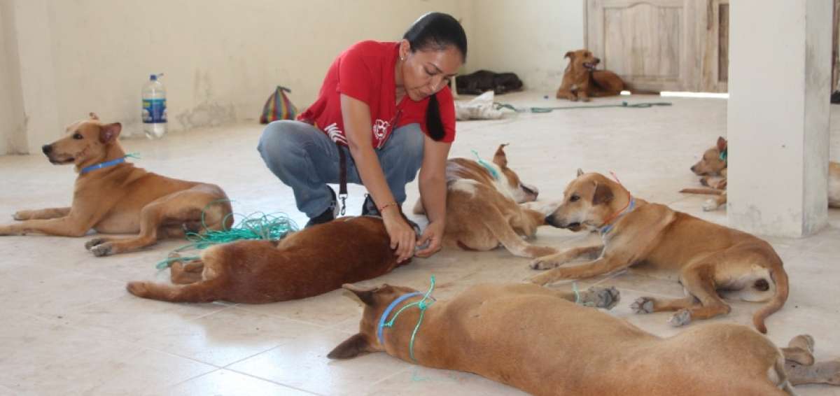 En el censo realizado por Rescate Animal hallaron 150 perros. Poco a poco los est&aacute;n operando.