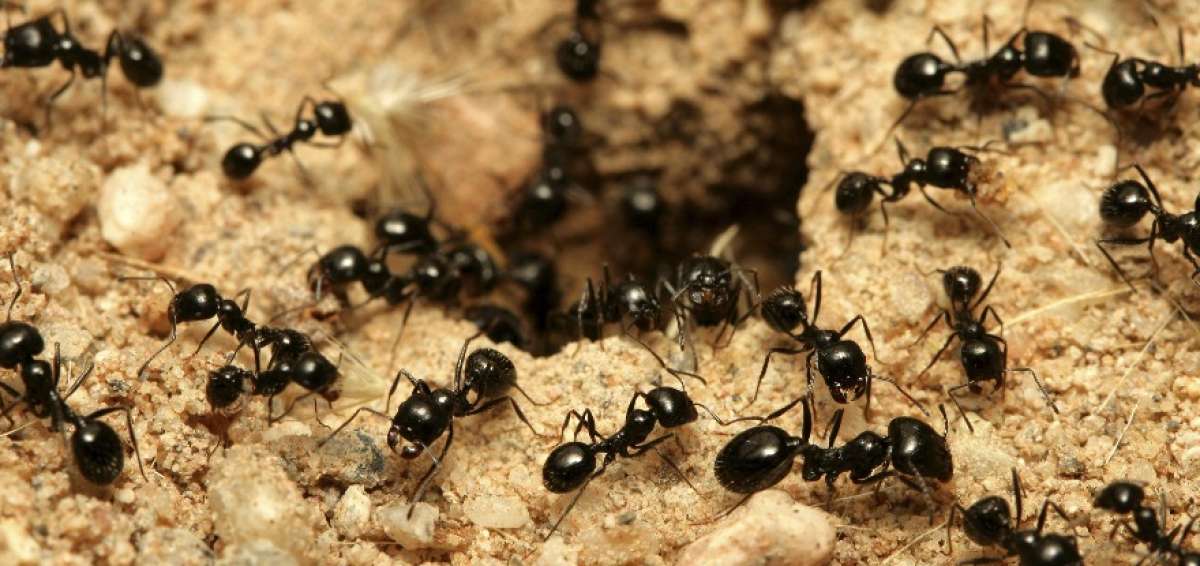 Descubren un par&aacute;sito de las hormigas que podr&iacute;a llegar al organismo humano