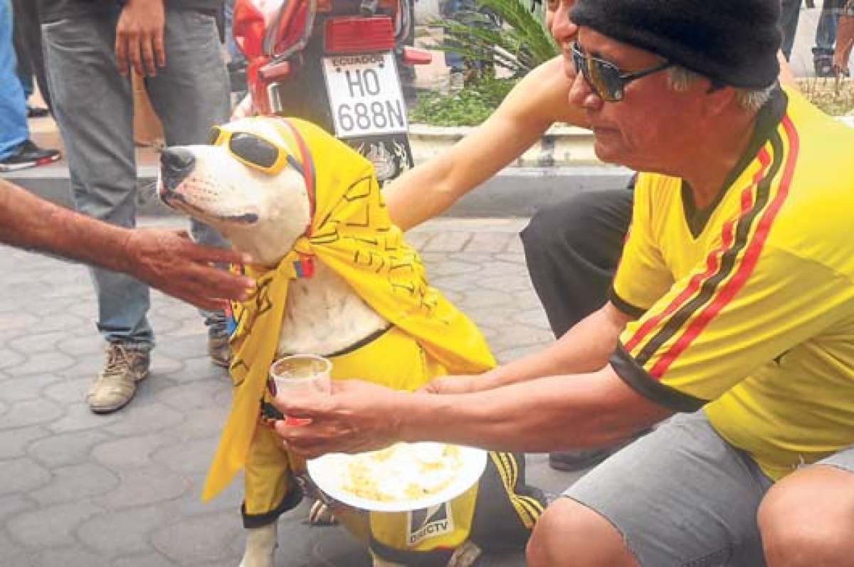 El perro llamado el Barcelonista lucir&aacute; hoy la camiseta del Ecuador. Su propietario dijo que ver&aacute; el partido de f&uacute;tbol en pantalla gigante junto a su mascota que siempre lo acompa&ntilde;a en estos torneos. Foto: Fabricio Cruz / El Tel&eacute;grafo
